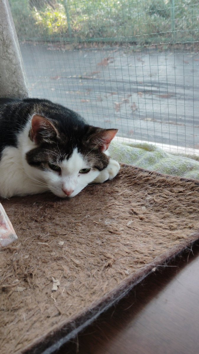 おはようございます😃
トオジュ君はまだ眠そうだね。
今日も宜しくです！
#猫のいる暮らし