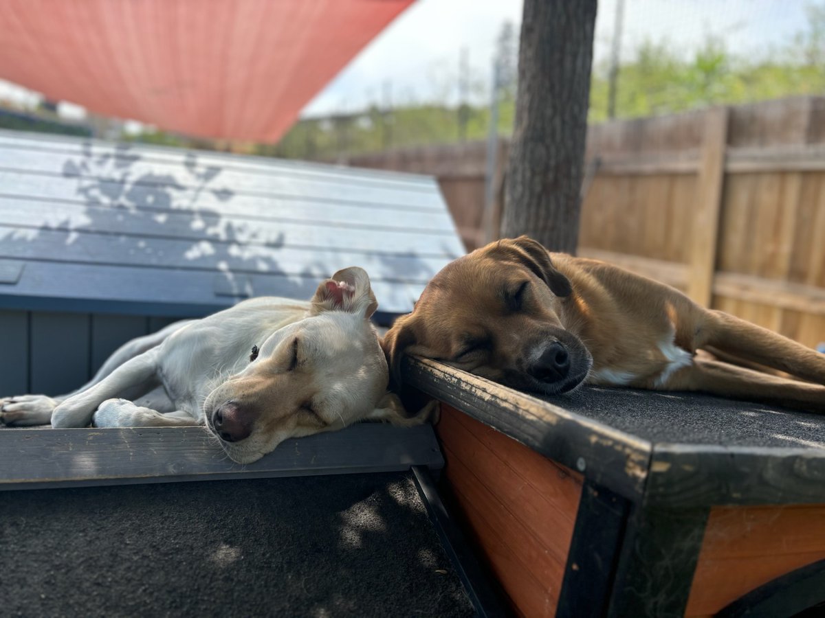 My blonde dog Cashew loves Kamp Kanine Daycare. They treat every dog like it's their own.
Her best Kamp friend is Dream. These two ladies played too much today and they had to take a nap on top of a dog house. Kamp Kanine is at the entrance to Rancho Coastal Humane Society.