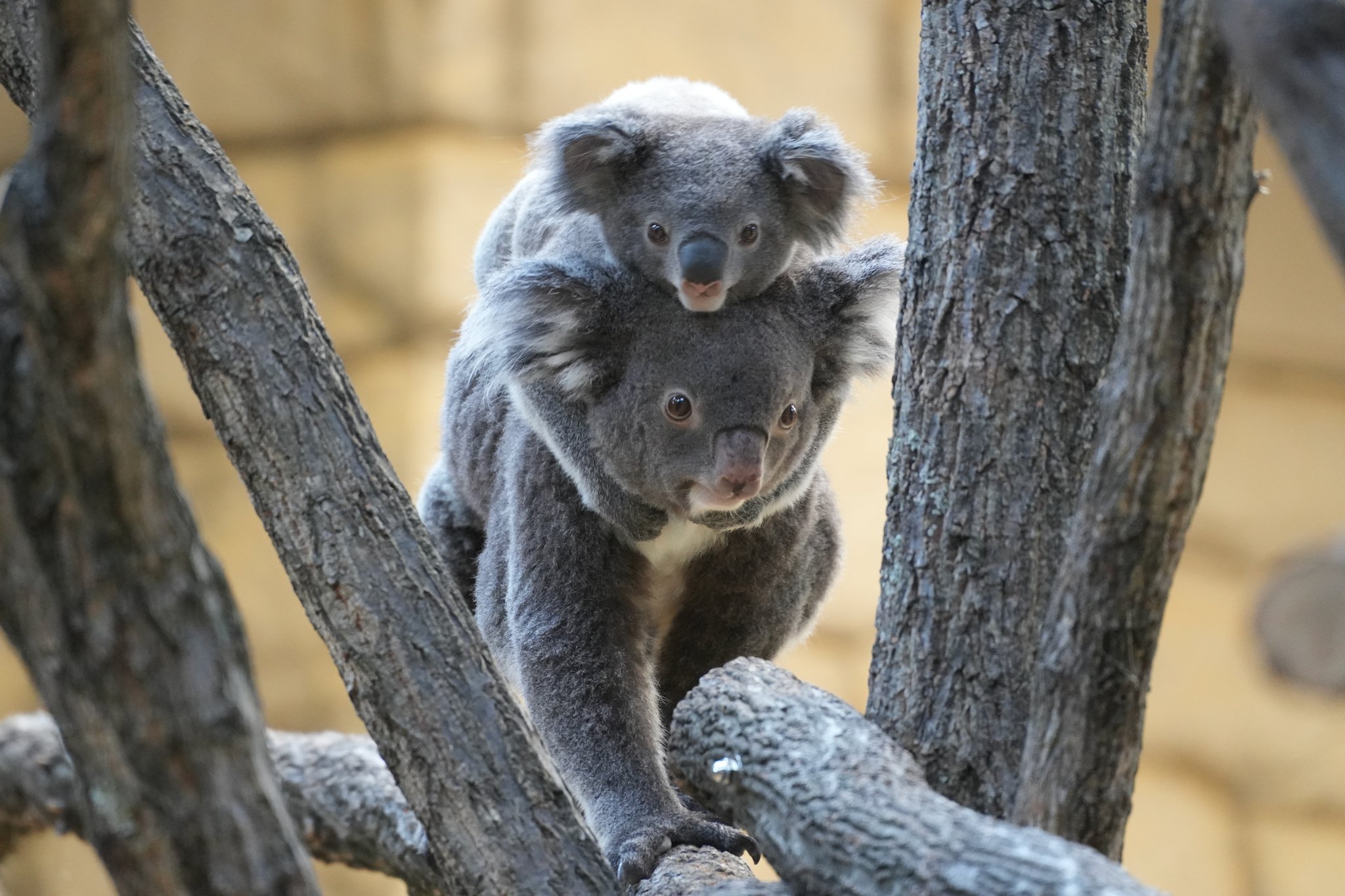 コアラ♡様 目つきとお鼻がチャームポイントです🐨💫🐽 20250223