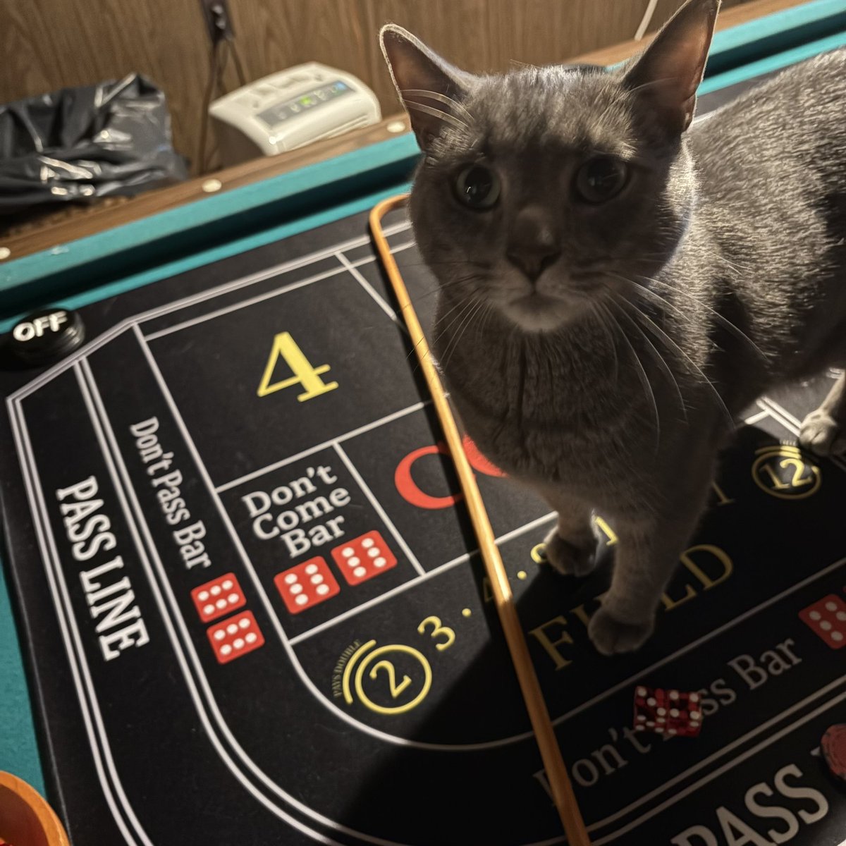 KJVliteracy's tweet image. He knows he’s not supposed to be up there.  He’s betting The Field apparently? 

#Craps #Cats