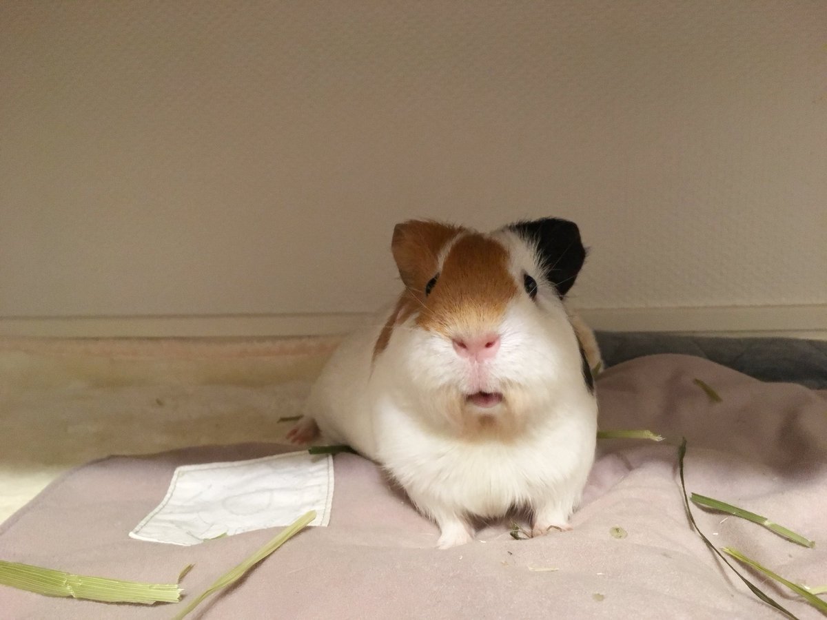 おーはー