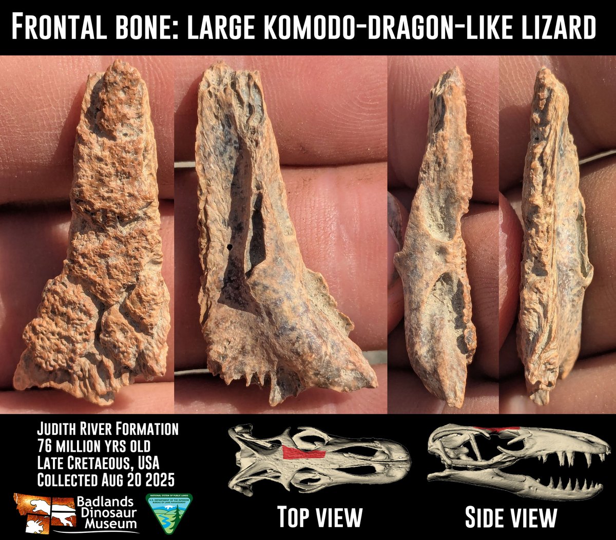 df9465's tweet image. Here&apos;s a scorcher of a fossil: a frontal (the bone between the eyes) from a large varanoid lizard, probably  Palaeosaniwa. These true lizards  would probably have eaten anything they could catch, including small  dinosaurs!

#fossilfriday #dinosaurs #fossils #scicomm #lizards
