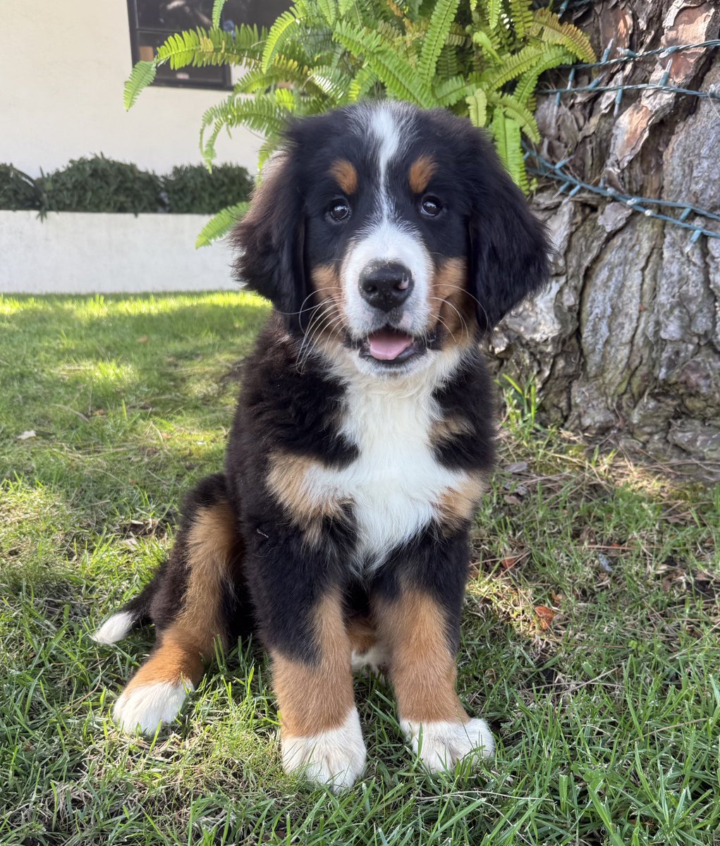 Nikki (Nicola) Meagher tweet media