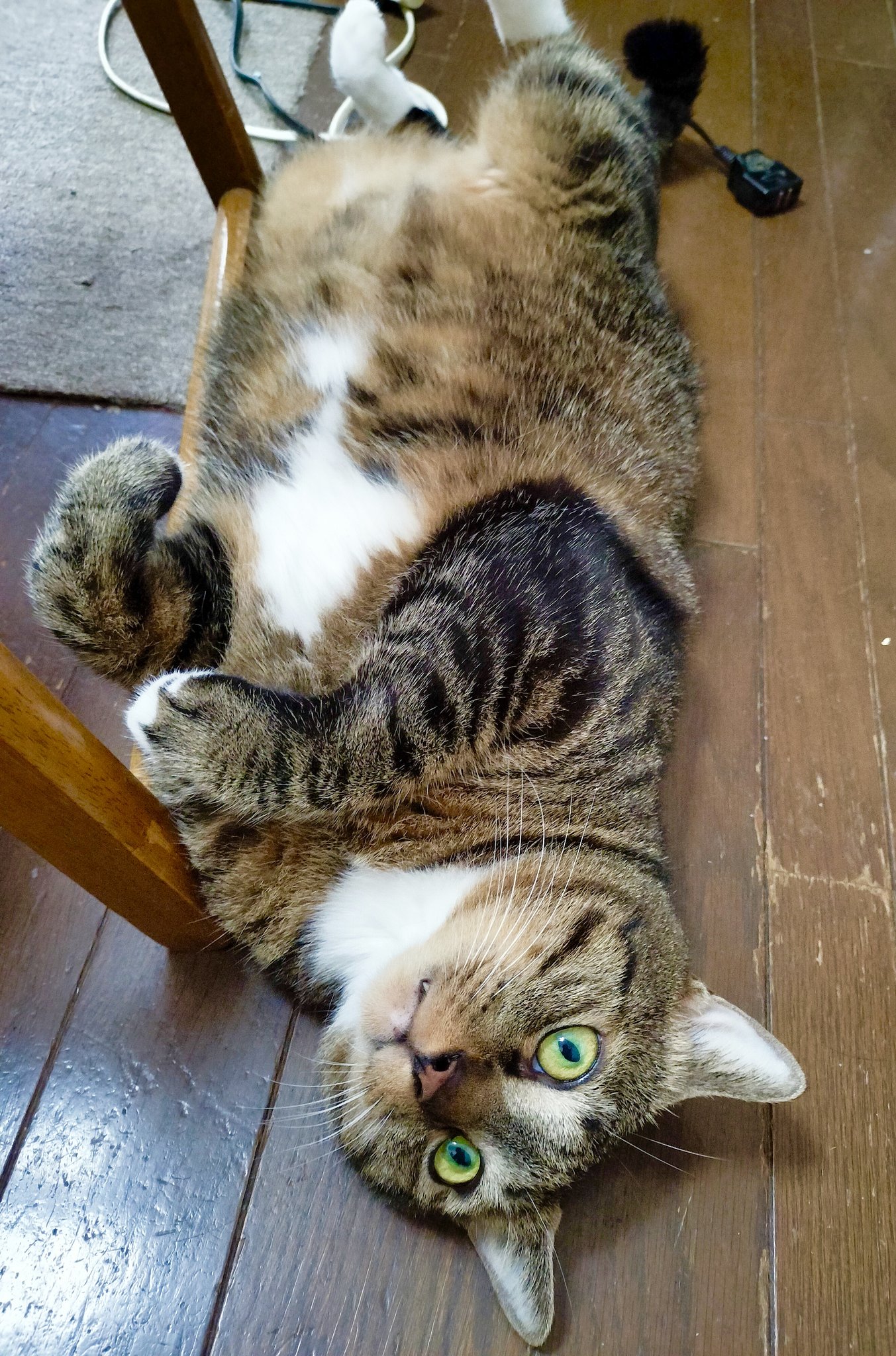 ウラシク　『取引猫様』 わがやのねこ on X: 