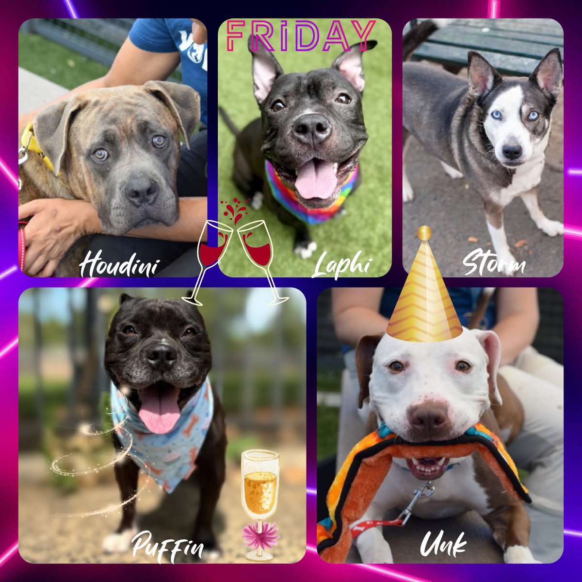 Tallie killed
Breezy killed

5 dogs left: Houdini, Laphi, Storm, Puffin &amp; Unk. Anyone interested DM me.

Pledges
Houdini $1068
Unk $935
Laphi $920
Storm $570
Puffin $520