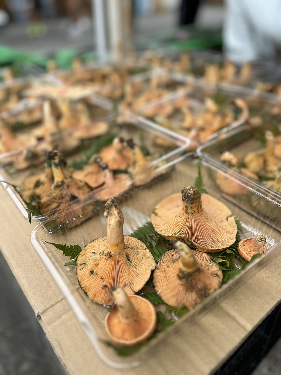 朝市、きのこが出始めました。