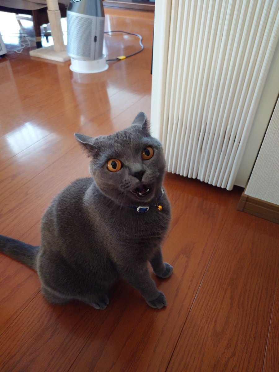 おはラテくん
#ブリティッシュショートヘア 
#猫のいる暮らし