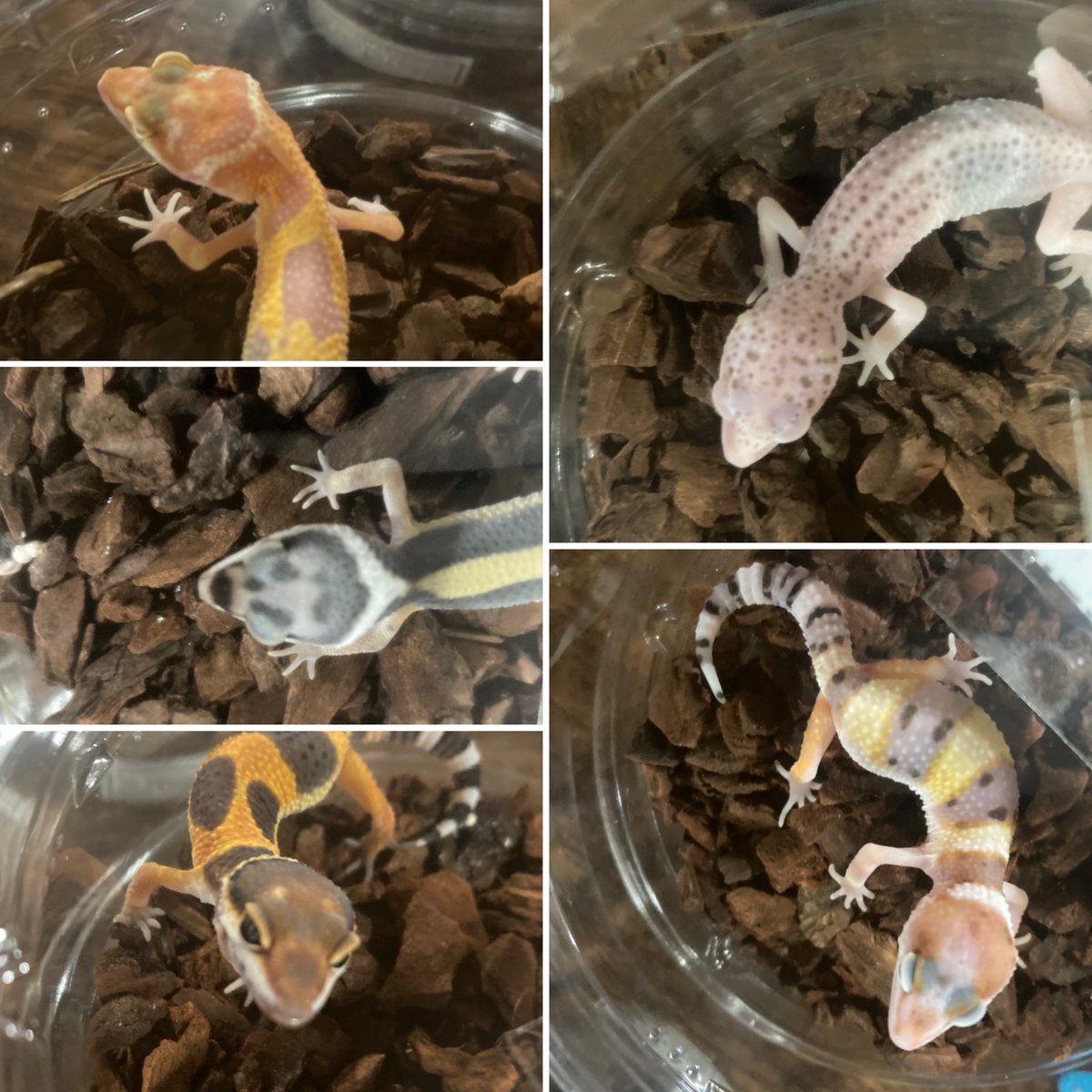 HachuyaR's tweet photo. いよいよ本日8月23日、24日(11時〜)　GECKO BASE様(@sally61828 )
3周年　インストアイベント★

ご来店、リツイート【歓喜】でございます♪ https://t.co/SyfGlnRpd6