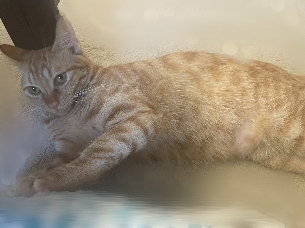 おはようございます。
パソコンショップエムズは本日定休日の為お休みです。

とらのすけ専務もお休みだからまったりしていました！

#猫 #猫のいる暮らし #猫好きさんと繋がりたい
#しんのすけ店長 #とらのすけ専務