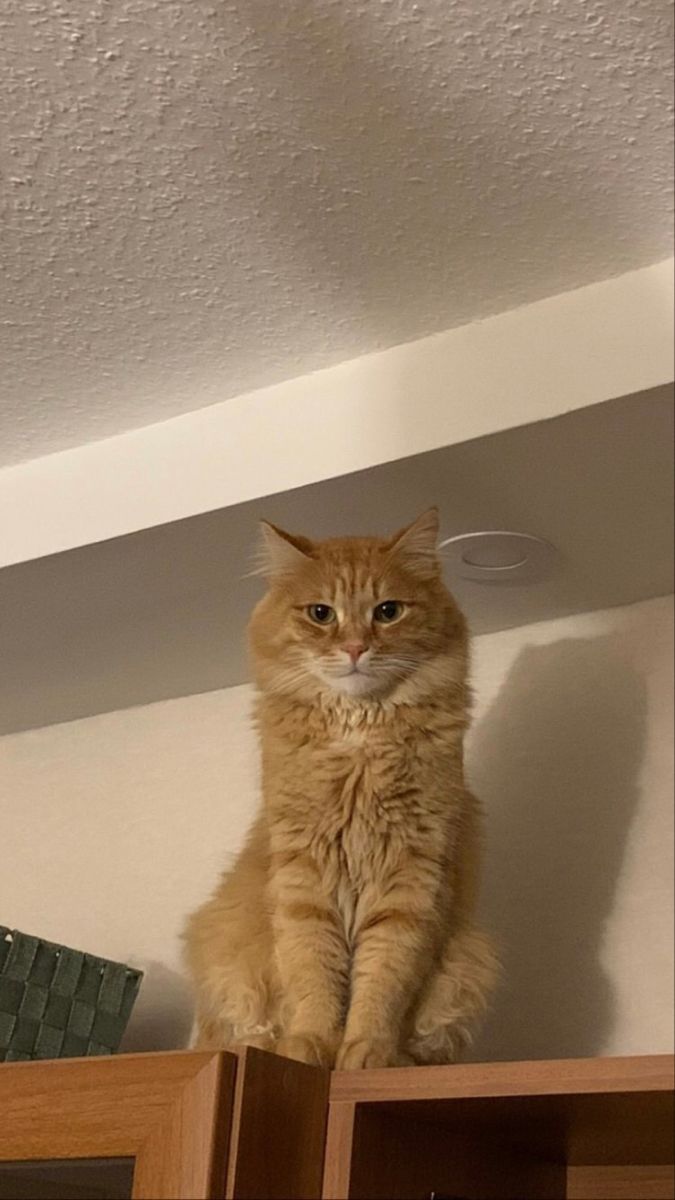 rosekillrr's tweet image. si mi gata no habla español díganme por qué desde que le conté algo me está mirando así.