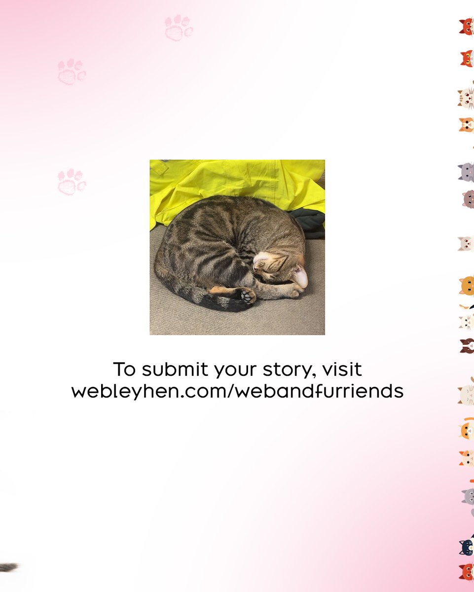 Webley Hen tweet media