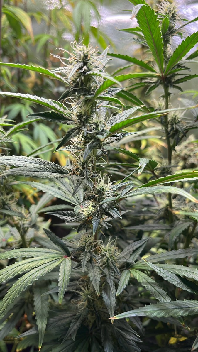 My tent is absolutely ripping. I always wait too long to switch to flower. Still trying to figure out my timing. I’m over crowded again I think I’m gonna do some swapping and maintenance this weekend.