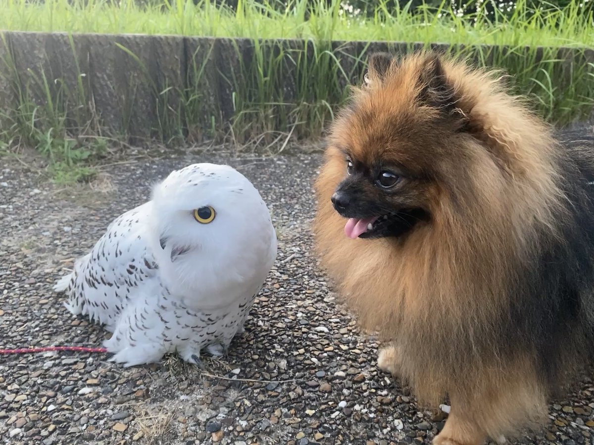 wattan0214's tweet photo. わんことふくろう https://t.co/mXNOlfyUBo