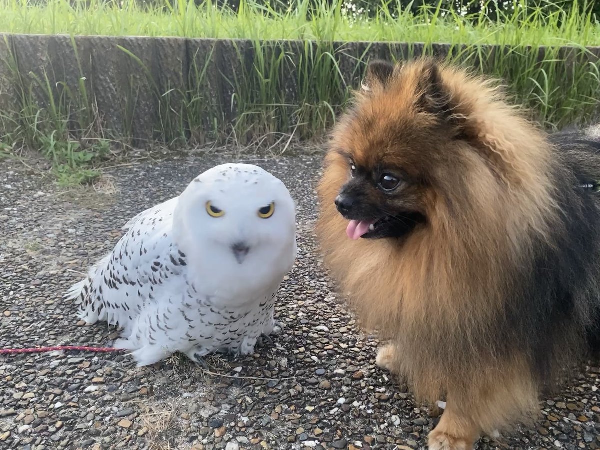 wattan0214's tweet photo. わんことふくろう https://t.co/mXNOlfyUBo