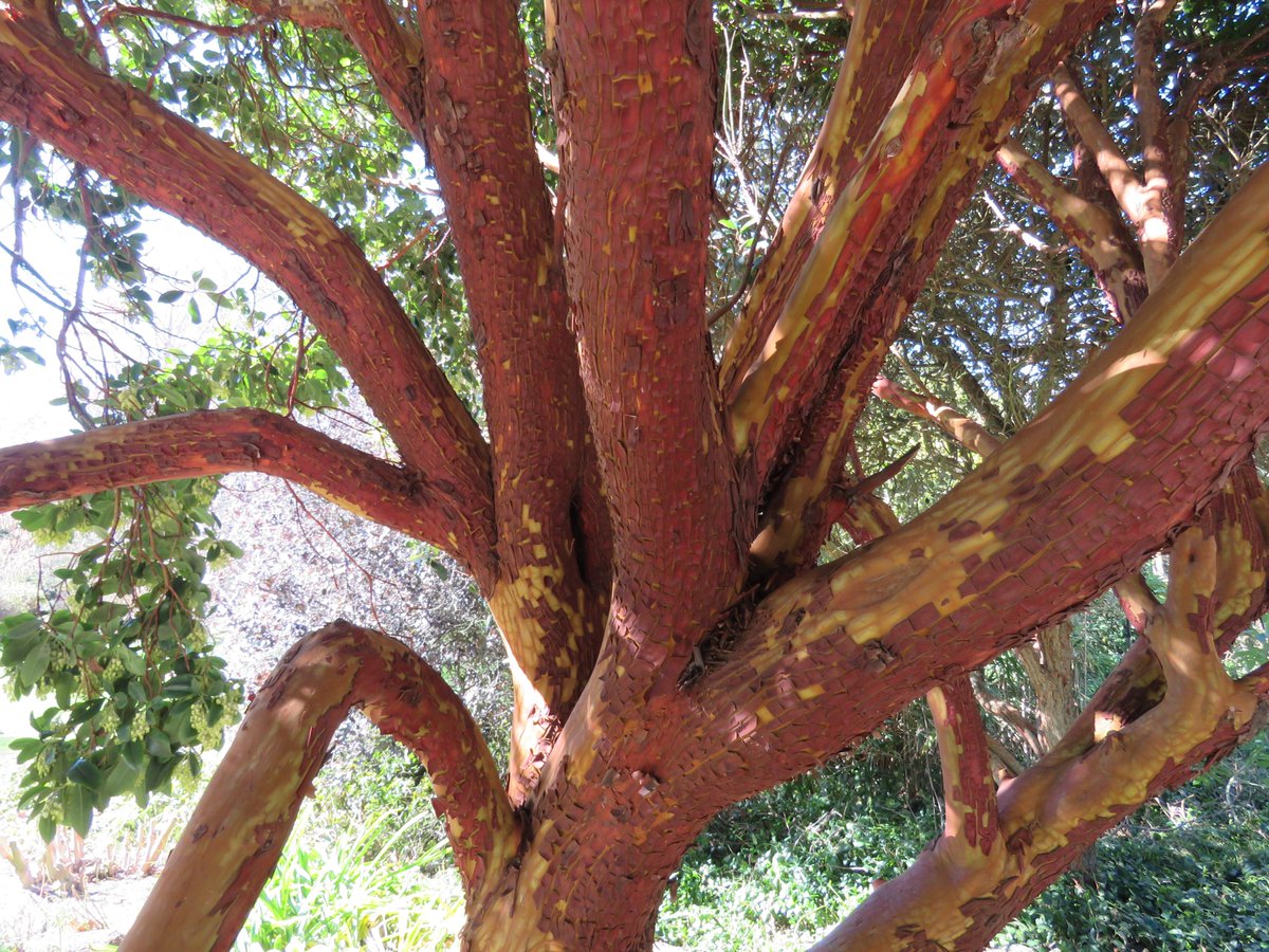 StuartWilliams_'s tweet photo. A fine specimen of Arbutus x andrachnoides
#HeritageGarden #Arbutus #Ericaceae https://t.co/xXRC6QI3VJ