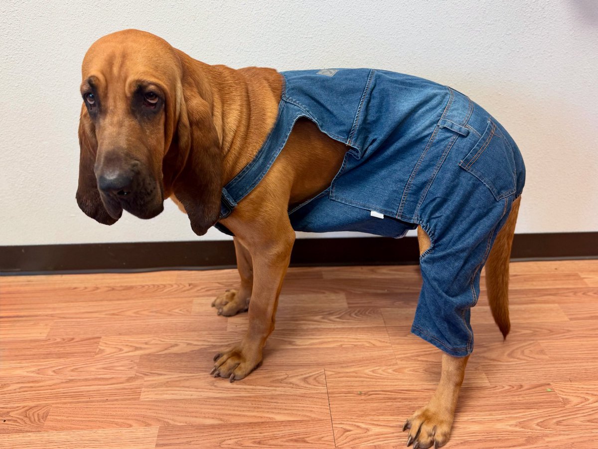 Saint pondering why “Old Timer” got pulled from the logo cause everyone knows that overalls are awesome!! 

You know what else is a barrel of fun…taking home one of the great dogs or cats we have available for adoption at our Animal Care Center &amp; making them part of your family!