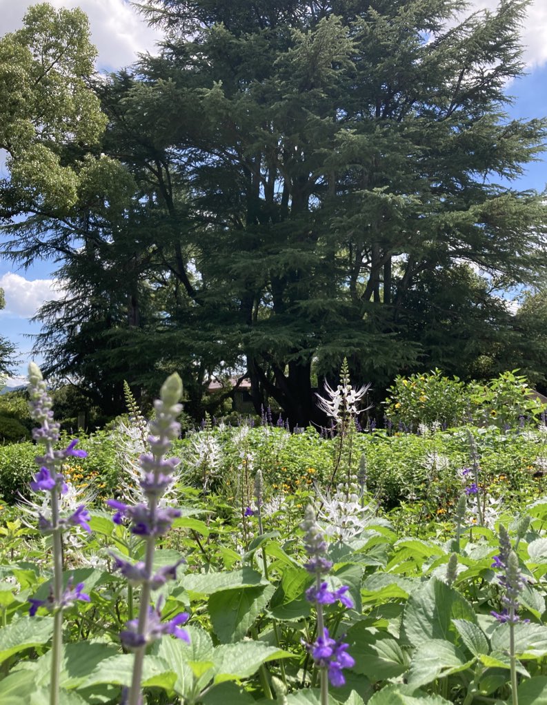 botkinosei's tweet photo. 「京都府立植物園は、生きた植物を展示する安心・安全・憩いの場、図鑑ではなく実物を観察し、楽しく学べる施設です。老若男女、全ての人が、植物とふれあいながら、生き物を大切にすることを知る施設です」松谷名誉園長 #京都府立植物園 https://t.co/iou9D42Nmk