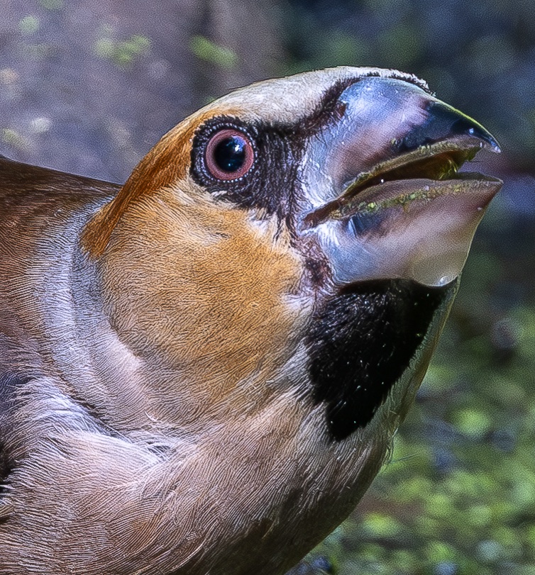 roach0653's tweet photo. Warburg Hawfinches today https://t.co/02nKu17nAb