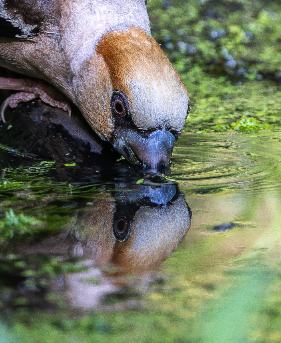 roach0653's tweet photo. Warburg Hawfinches today https://t.co/02nKu17nAb