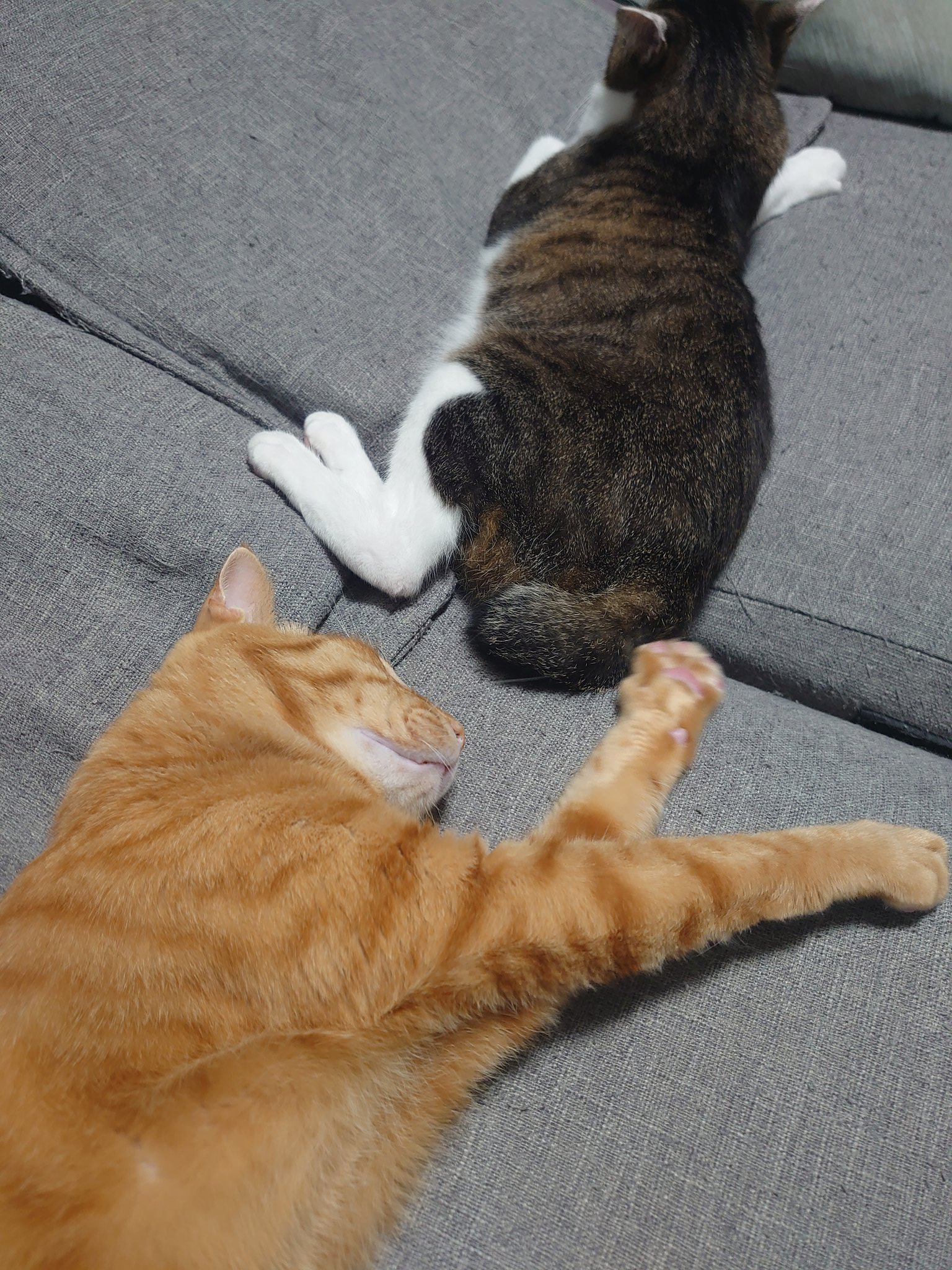 ねこいる様　確認ページ imgrc0075520085.jpg