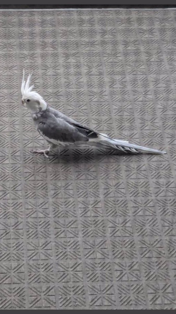 皆様拡散ありがとうございます。
埼玉県川越市で迷子になったオカメインコを探しています。
くーちゃんを保護されている方いませんでしょうか？無事でいてくーちゃん。
 #拡散希望 #オカメインコ #インコ #迷子インコ #迷いインコ #川越駅 #埼玉県 #拡散