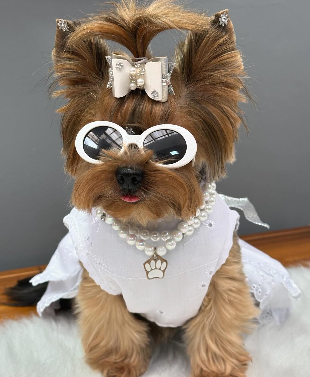 YorkieShoutOuts's tweet photo. ➡️REPOST/SHOUTOUT⁠
⁠
🐾⁠
DM for 📷 Photo credit or removal ⁠(All rights are reserved &amp; belongs to their respective owners)⁠
⁠
❤️Follow Us if you love Yorkies!❤️⁠#yorkieshoutouts ( #📷 @york.megg ) https://t.co/TvaXNzSPMq