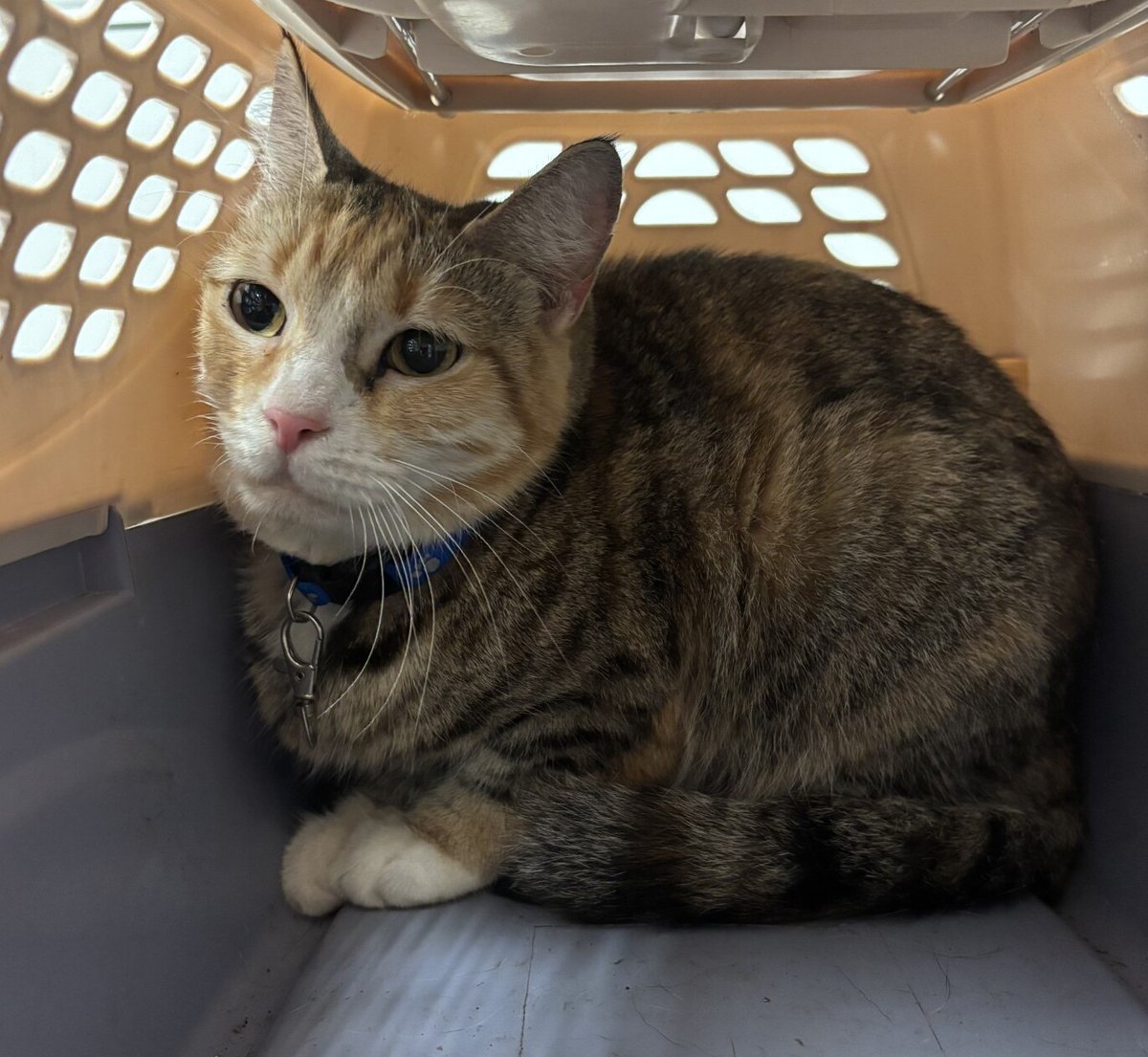 Secret was brought in by police officers along with housemates Cali and Nyla due to owner going into a shelter and them not allowing pets to go with him. Please consider adopting Secret and give this poor girl a loving home.
facebook.com/photo/?fbid=12…