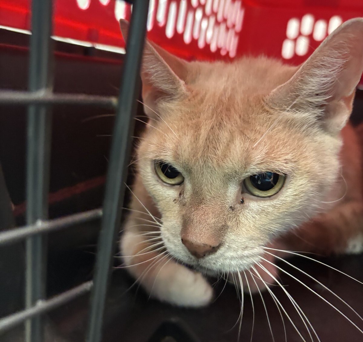 Nyla was brought in by police officers along with housemates Secret and Cali due to owner going into a shelter and them not allowing pets to go with him. Please consider adopting Secret and give this poor girl a loving home.
facebook.com/photo/?fbid=12…