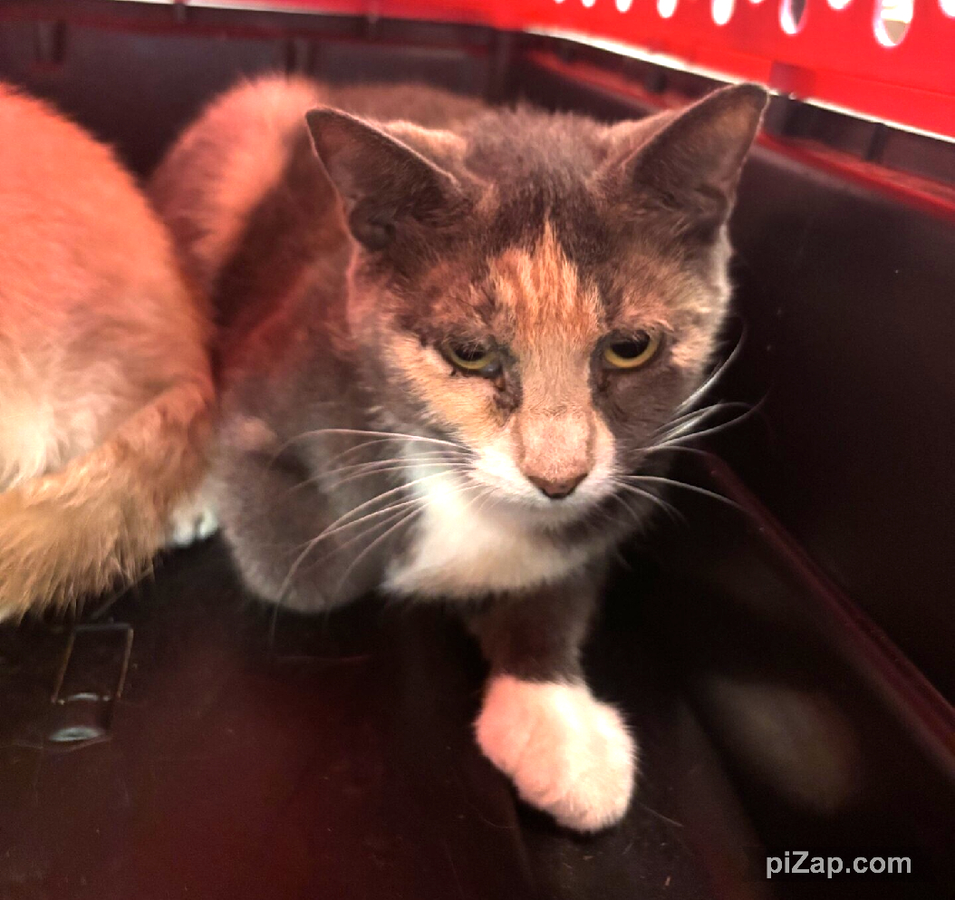 Cali was brought in by police officers along with housemates Secret and Nyla due to owner going into a shelter and them not allowing pets to go with him. Please consider adopting Secret and give this poor girl a loving home.
facebook.com/photo/?fbid=12…