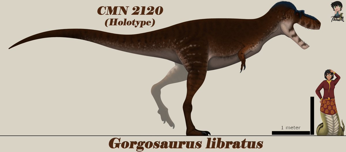 PrimevalArtist's tweet photo. Happy extremely late Snake Day of 2025! While Gorgosaurus might not seem snake-like by itself, the prefix of its name comes from the Greek "gorgos-" meaning "fierce" or "terrible". Some may recognize this from the Gorgons, creatures of Greek mythos heavily associated with snakes! https://t.co/nmUnEV6UZ3
