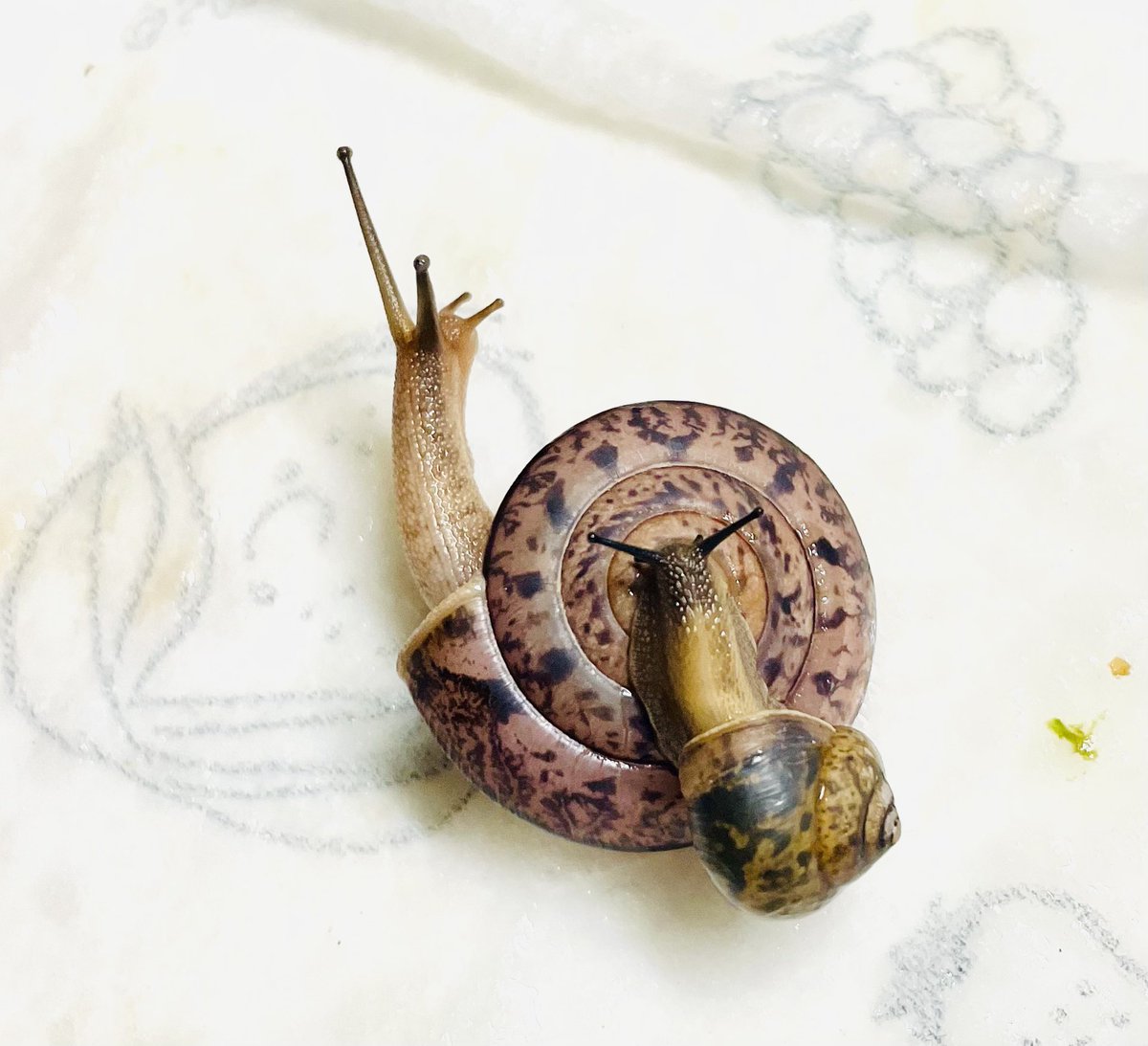 カタツムリ様 mqdefault.jpg