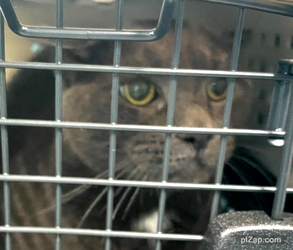 Owner came  with her cat Mickey. Client stated she needs to surrender Mickey because her daughter is moving and there will be nobody to care of the cat. Client left the cat in the waiting room with its medical paperwork before exiting the building.
facebook.com/photo/?fbid=12…