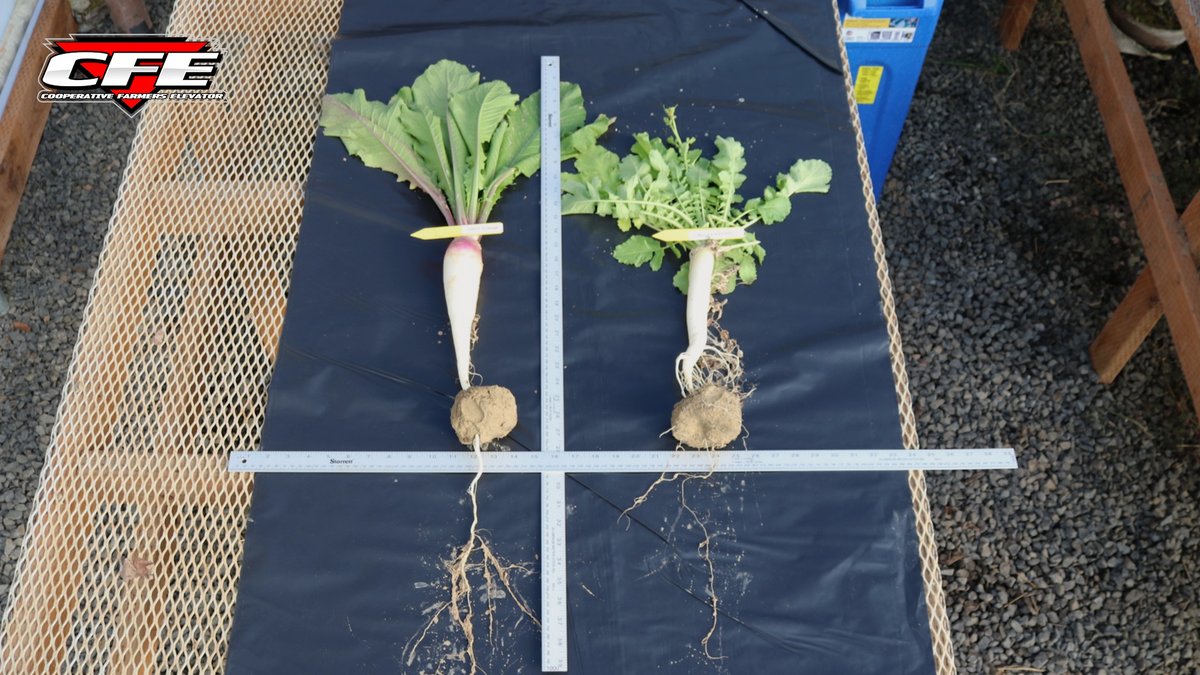 #Harvest25 is near. Is your cover crop game plan ready: ow.ly/80On50WJ9n9 #CFEFieldFriday #TapItHybridBrassica