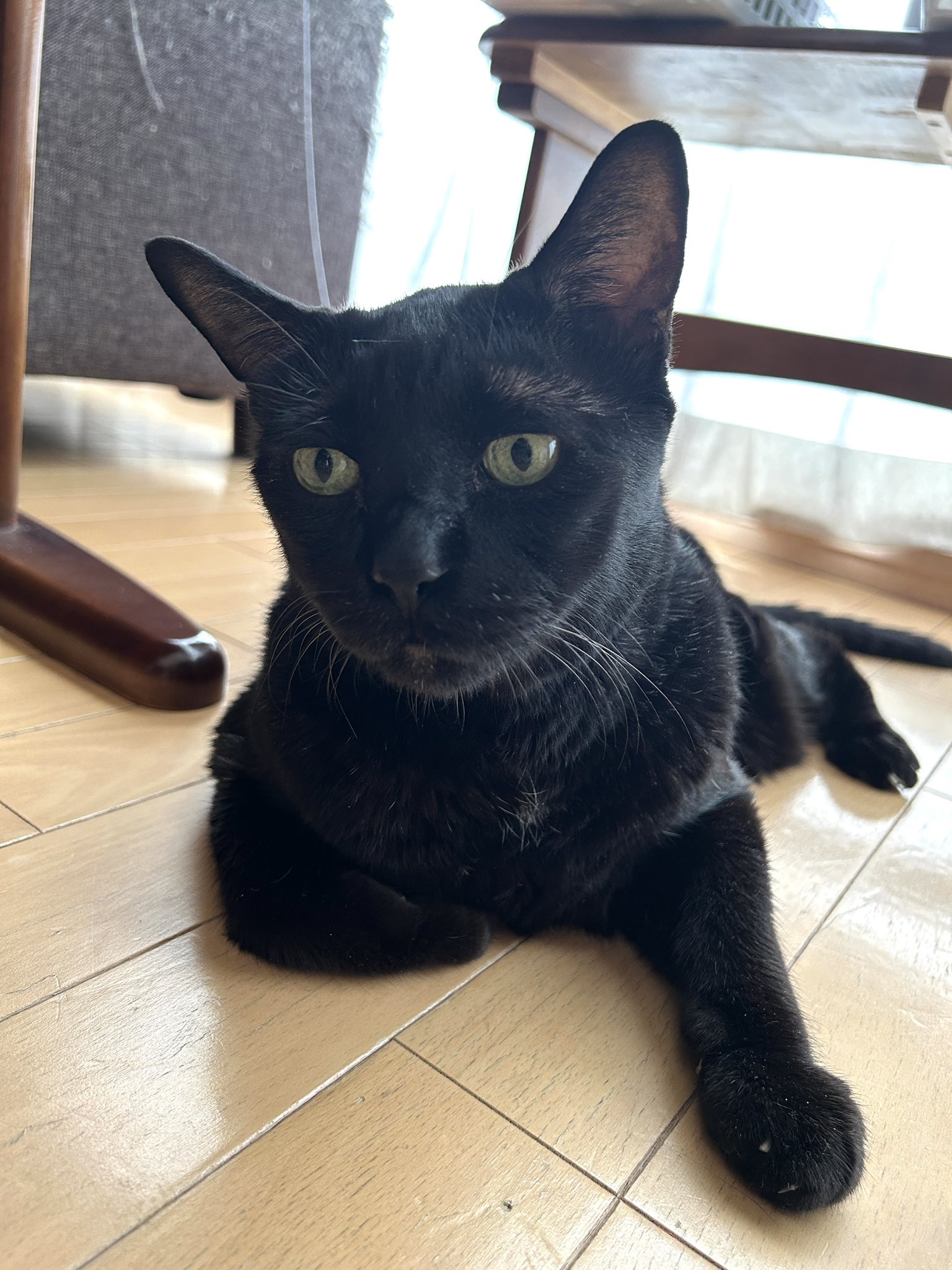 ネコ可愛いさん専用十四代黒縄 キャットタワー 木製 据え置き 猫タワー おしゃれ ねこタワー