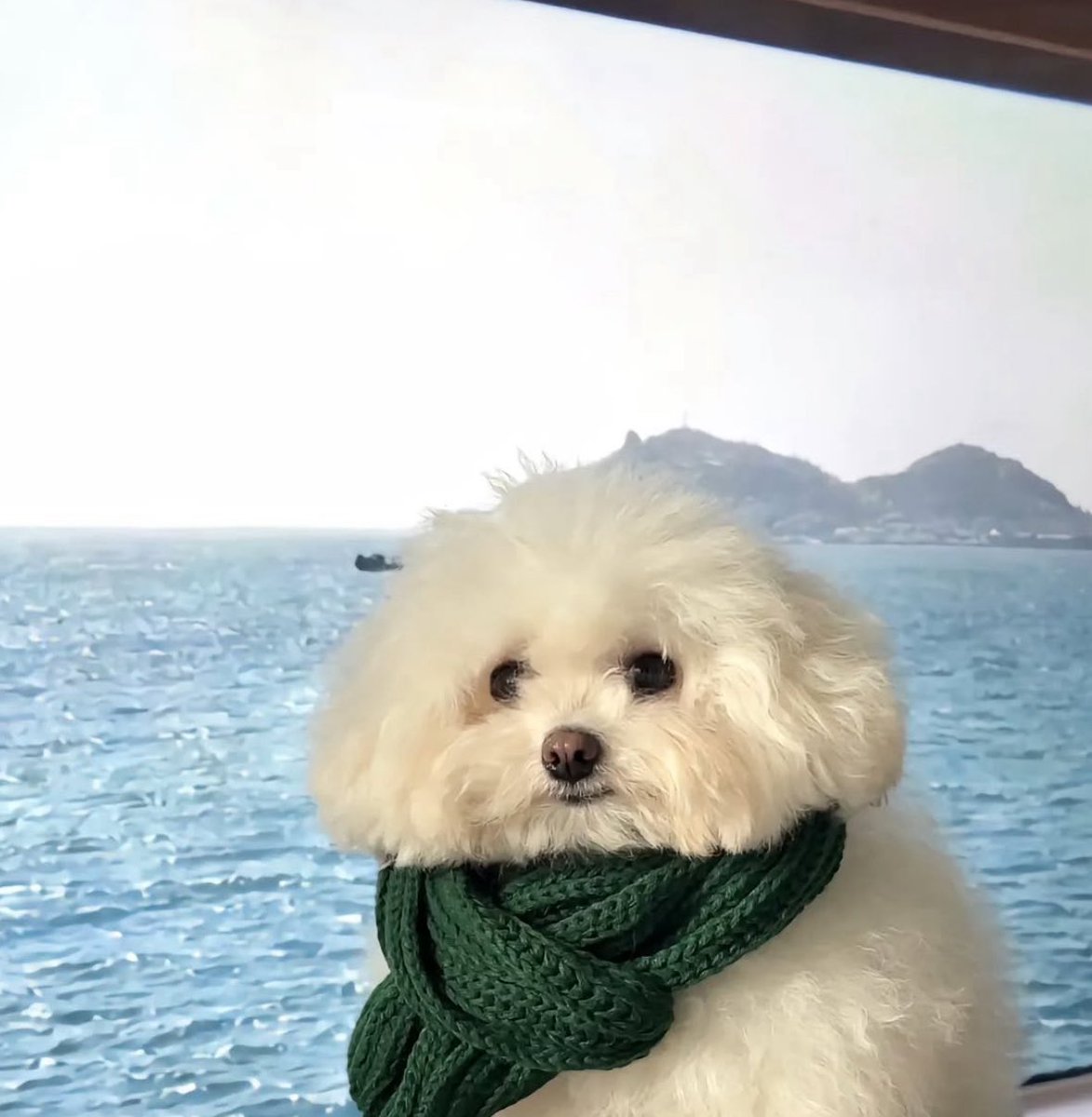 💖 (@twaniimals) on Twitter photo 