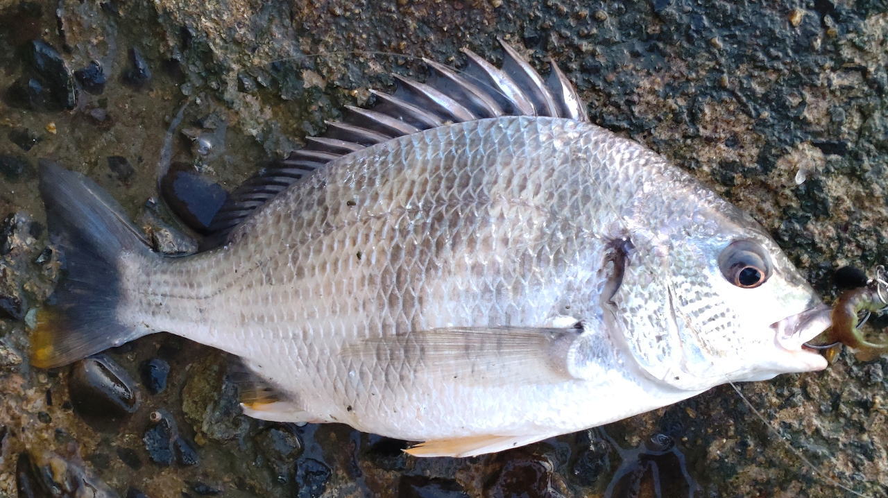 レボちゃん( *´艸｀) Amazon.co.jp: シマノ SL-RS45-7R 7Sレボシフトレバー 524-00037