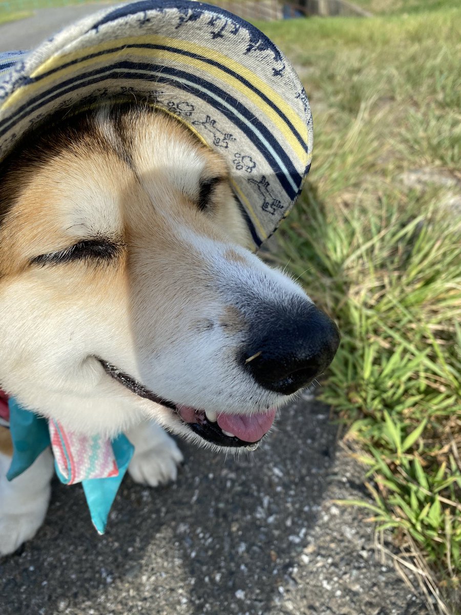 おはようございます☀️
あずちゃんです🐶💦

朝んぽ🐶🚶🚶‍♀️
ちょっと涼しくなって秋めいてきたかなぁ、、って日が昇ると☀️やっぱ暑い🥵

💩🆗で、もう帰る帰るっ🐶💦って引き返してきましたよっ🐶💨

涼しい部屋でクールダウンだねっ🐶🆒