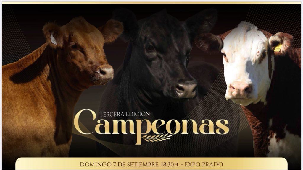 El Yunque tweet media