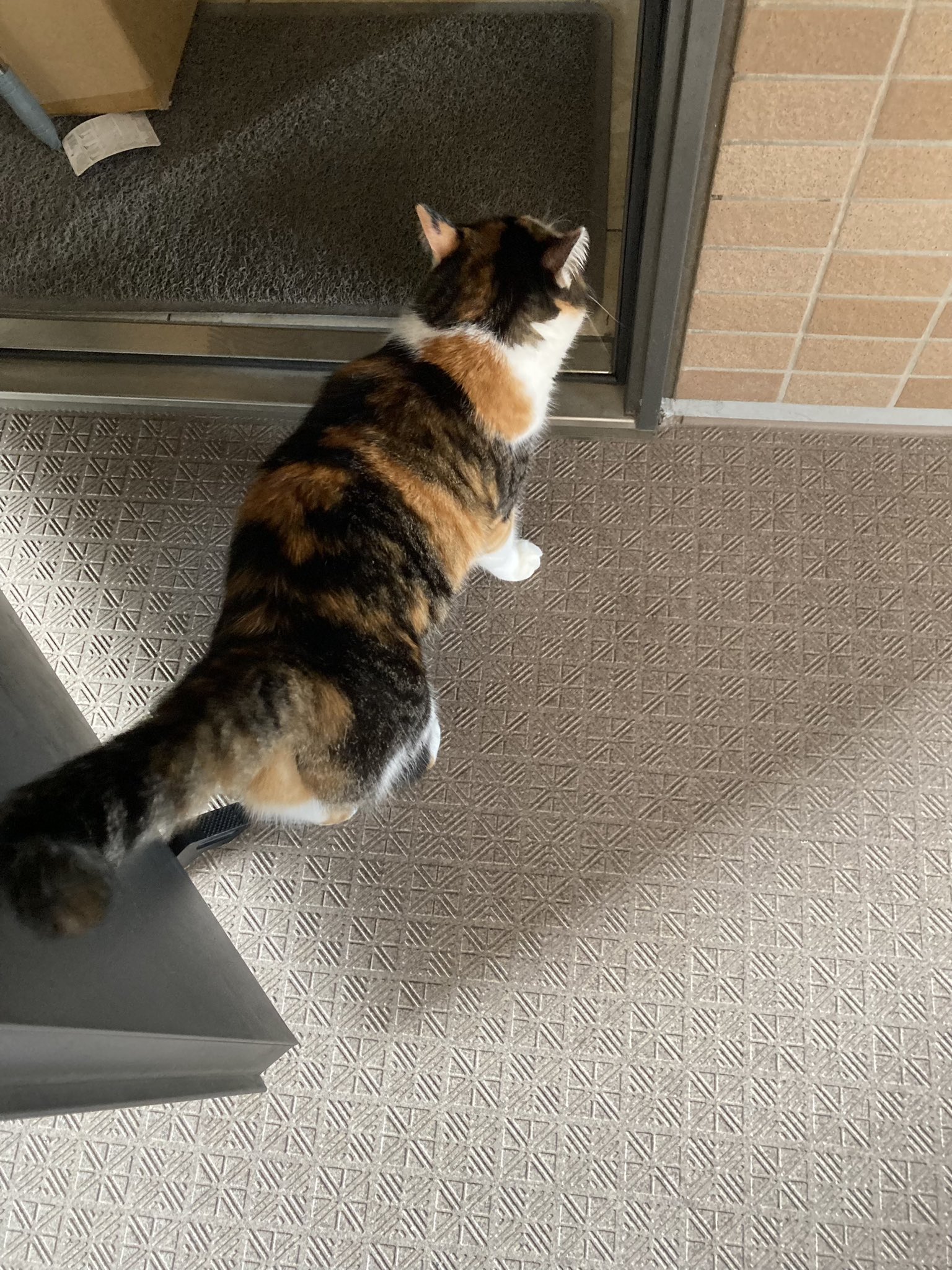 じゃむ猫 on X: 