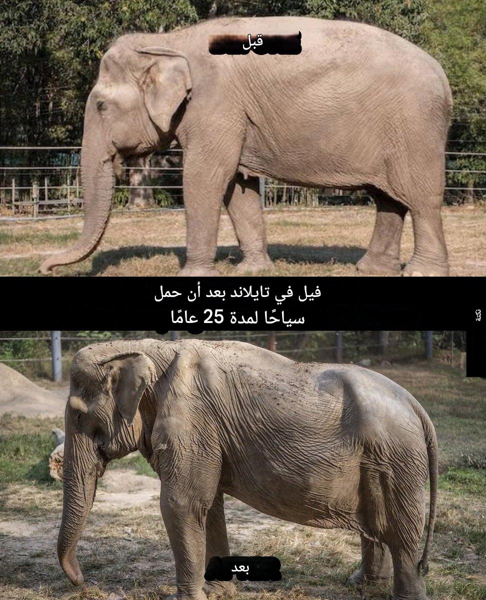 y1li9's tweet photo. سلسلة من أكثر الصور المفجعة على الإطلاق

1. محنة فيل بعد حمله للسياح لمدة 25 عاماً https://t.co/r5TzfxgULi
