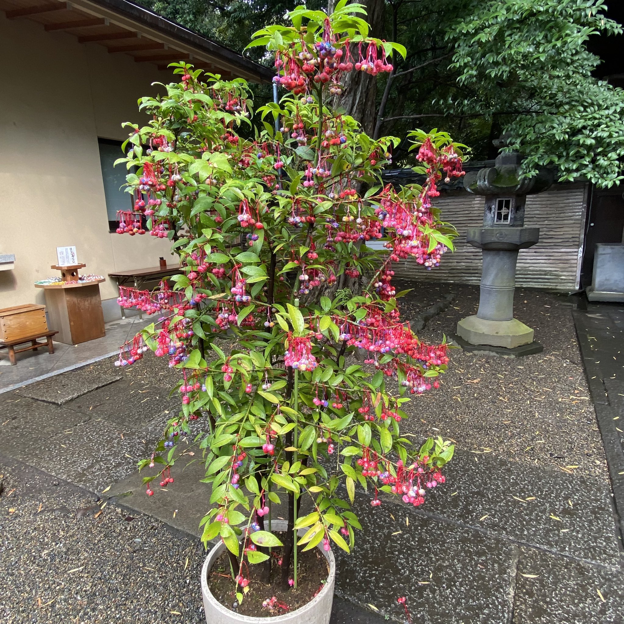 花鳥11 花鳥風月 on X: 