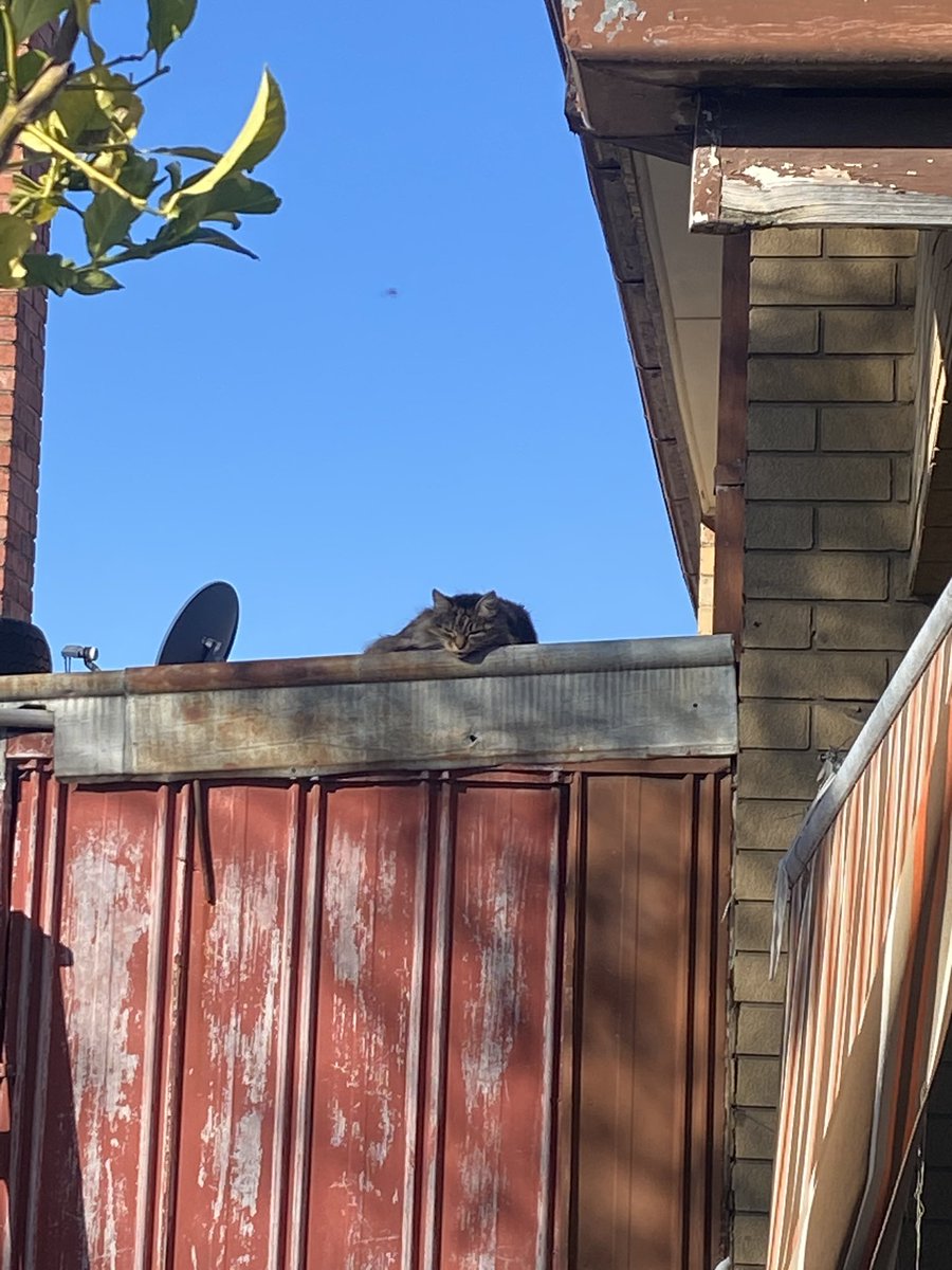 freyablumexo's tweet photo. lovely to be back - a true Melbourne spring fling.

though I enjoy Adelaide v much: the slow &amp; unrushed lifestyle, the fact stores actually do close early &amp; on Sundays, the food scene &amp; Central Market, the friendliness, meeting old &amp; new friends.

I’ll be back in November. https://t.co/gewvlYaGE1