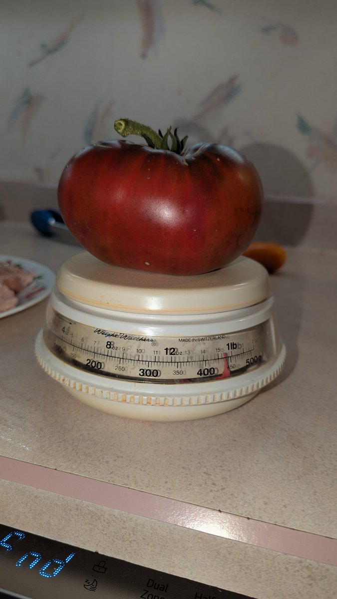 TempleGrower's tweet image. Not too shabby! Black Krim is the variety aka strain aka strand. Super sweet and meaty. So much better than anything store bought, as is the case for pretty much anything grown yourself. Sauce time now..😋🍅🌱
#GrowYourOwn #Tomato #Heirloom