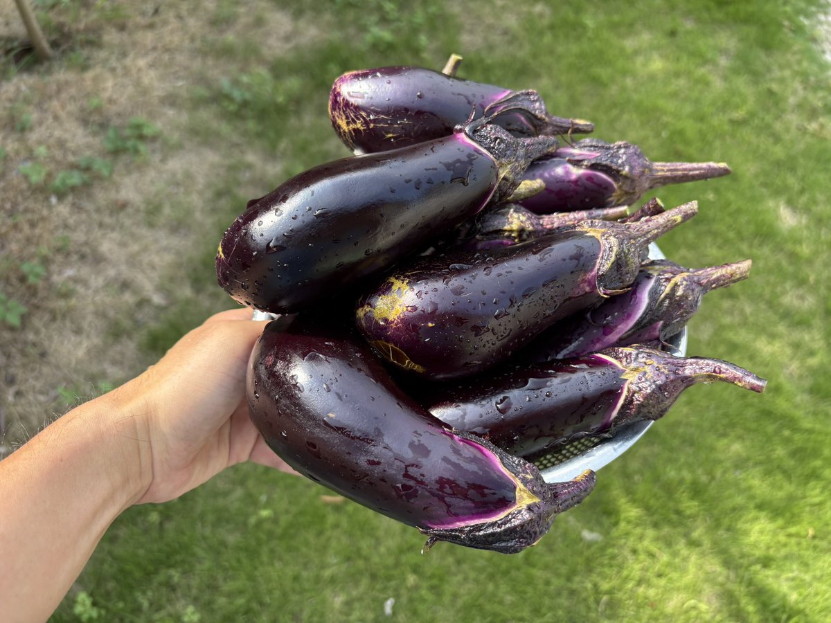 朝採りのナス
食べ切れるかな