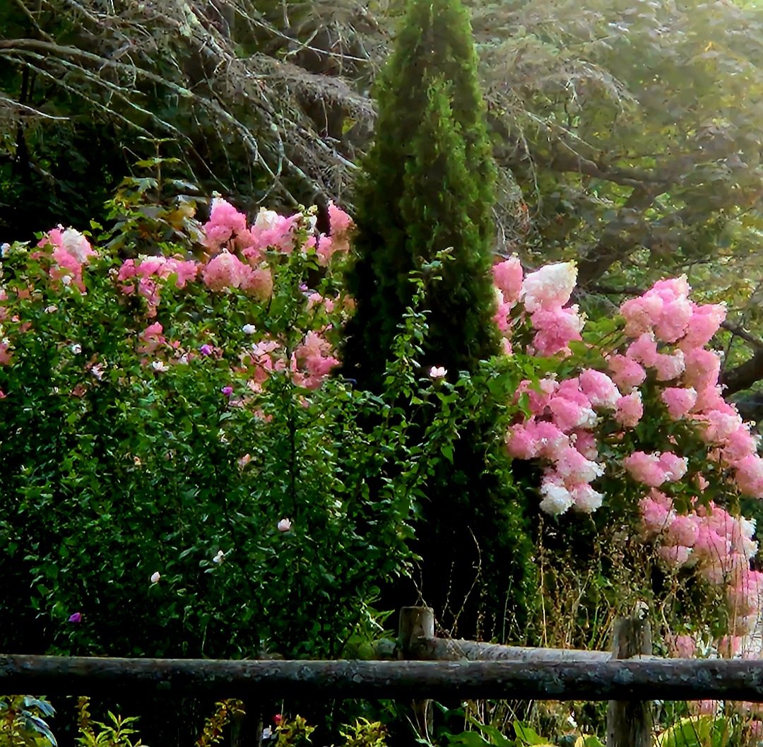 donna_mccance's tweet photo. A lovely little #PineTree nestled among the pink and white #Hydrangea along the #fenceposts.
๐ฒ๐ธ.
A lovely find on my walk around #ThePond this evening. Happy #Friday, everyone!
Let the #weekend begin! https://t.co/n7sZa0BG49
