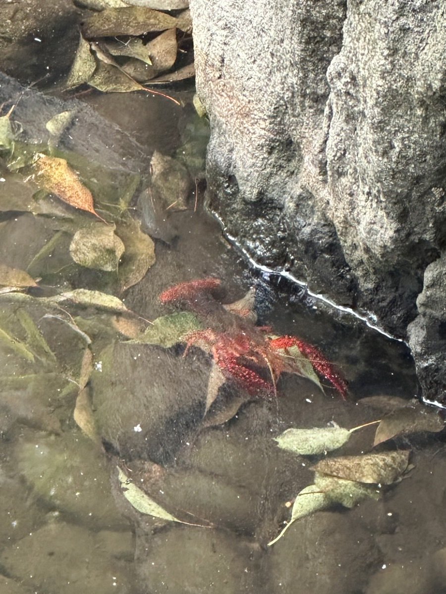 近所でザリガニ釣り配信もしたいのに！