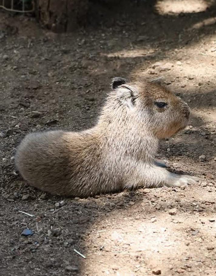 Nelson Valdez tweet media