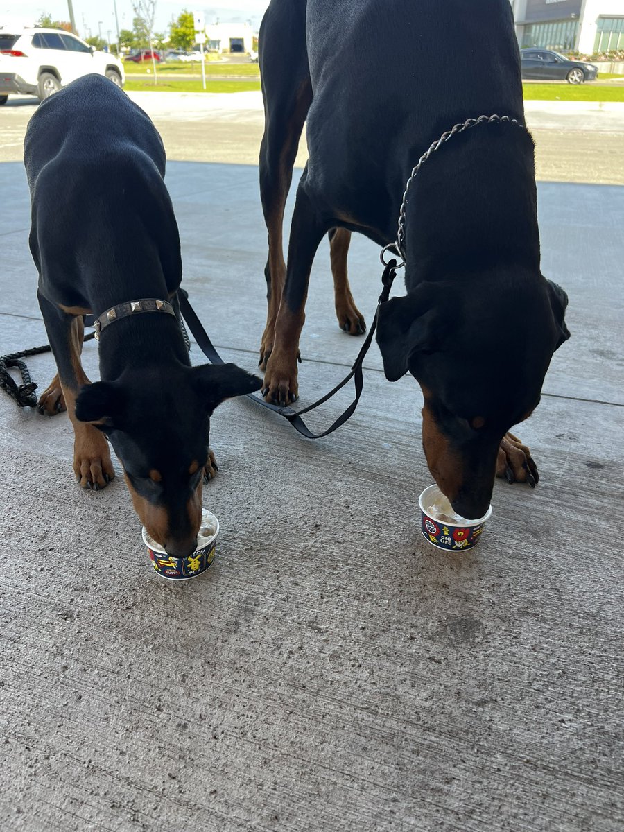 LndryPool's tweet image. Havoc update. 4.5 months old! 🥰