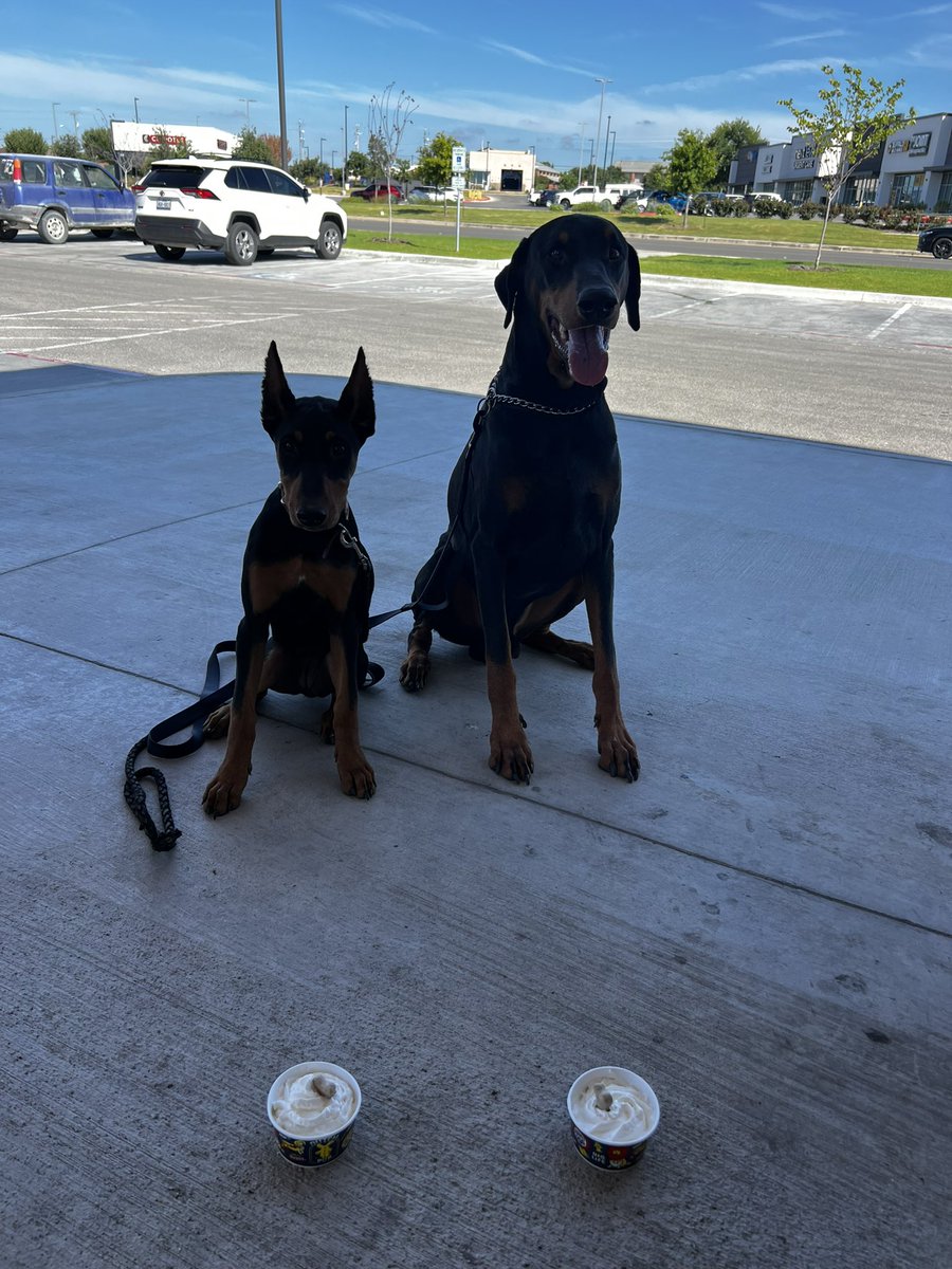 LndryPool's tweet image. Havoc update. 4.5 months old! 🥰