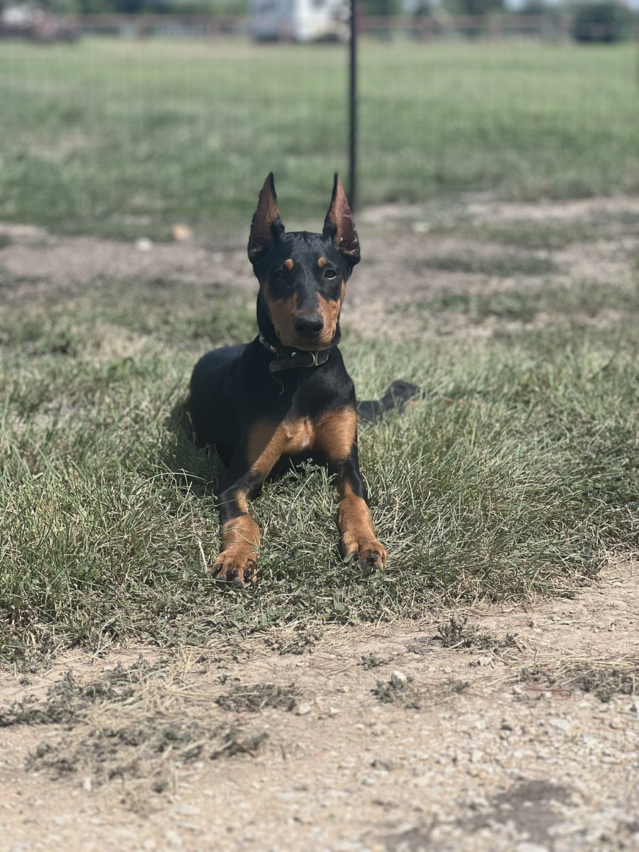 LndryPool's tweet image. Havoc update. 4.5 months old! 🥰